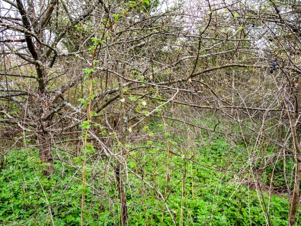 Underbrush Clearing in Naples