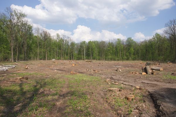 Pasture Clearing in Naples