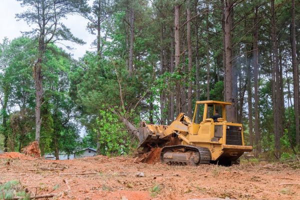 Forest Thinning in Naples