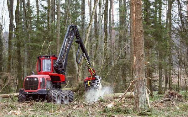 Forest Clearance Service in Naples