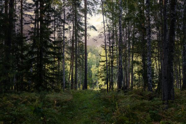 Pine Tree Clearing in Naples