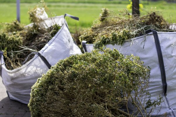 Bushes Clearing in Naples