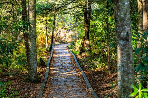 Trail Clearing in Naples